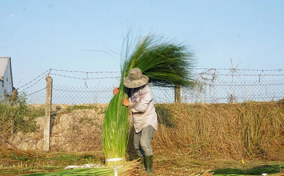 Vốn là loài cỏ hoang dại nhưng giờ đây, lác đã trở thành cây trồng chủ lực mang lại hiệu quả kinh tế cao của người dân Trà Vinh. Ảnh: Dân trí