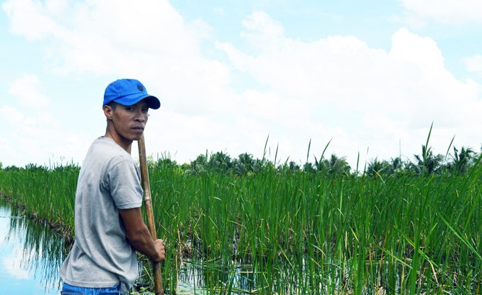 Nhiều người dân ở Cà Mau mạnh dạn chuyển đổi diện tích trồng lúa kém hiệu quả sang trồng cây bồn bồn. Nhờ đó, không ít hộ thoát nghèo. Ảnh: Dân Việt