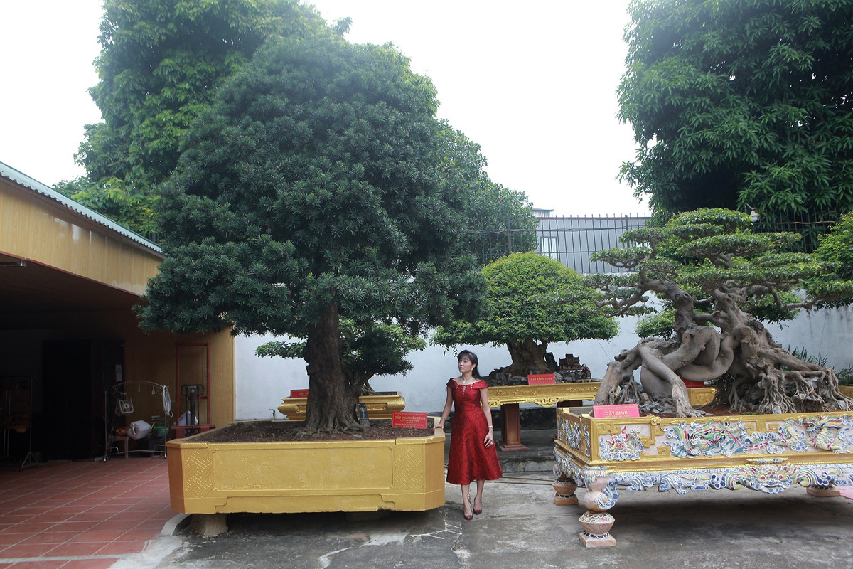 Từ ngày chồng đam mê cây cảnh, chị Ngô Thị Thu (TP.Việt Trì, Phú Thọ) từ bỏ thú vui chơi siêu xe chuyển sang sưu tập những cây cảnh độc đáo. Ảnh: Dân trí