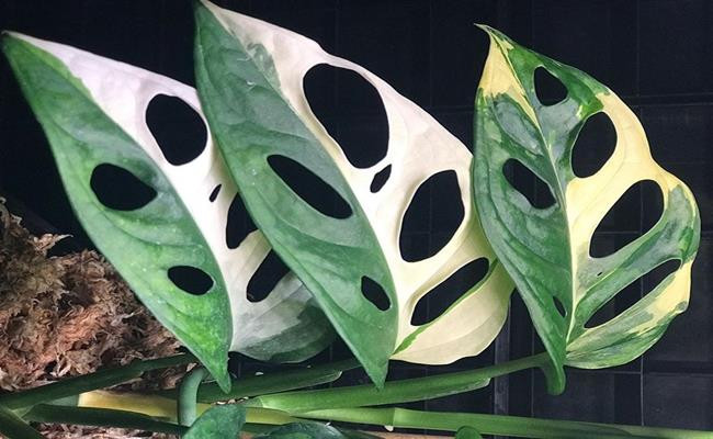 Những cây kiểng lá được người Việt ưa chuộng gồm trầu bà Nam Mỹ, trầu bà lá rách, cây ráy Mỹ lá xẻ hay còn gọi là Monstera. Cây có giá dao động từ 200.000 - 1 triệu đồng/chậu khoảng 1 m. Ảnh: Internet