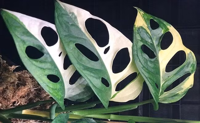 Những cây kiểng lá được người Việt ưa chuộng gồm trầu bà Nam Mỹ, trầu bà lá rách, cây ráy Mỹ lá xẻ hay còn gọi là Monstera. Cây có giá dao động từ 200.000 - 1 triệu đồng/chậu khoảng 1 m. Ảnh: Internet