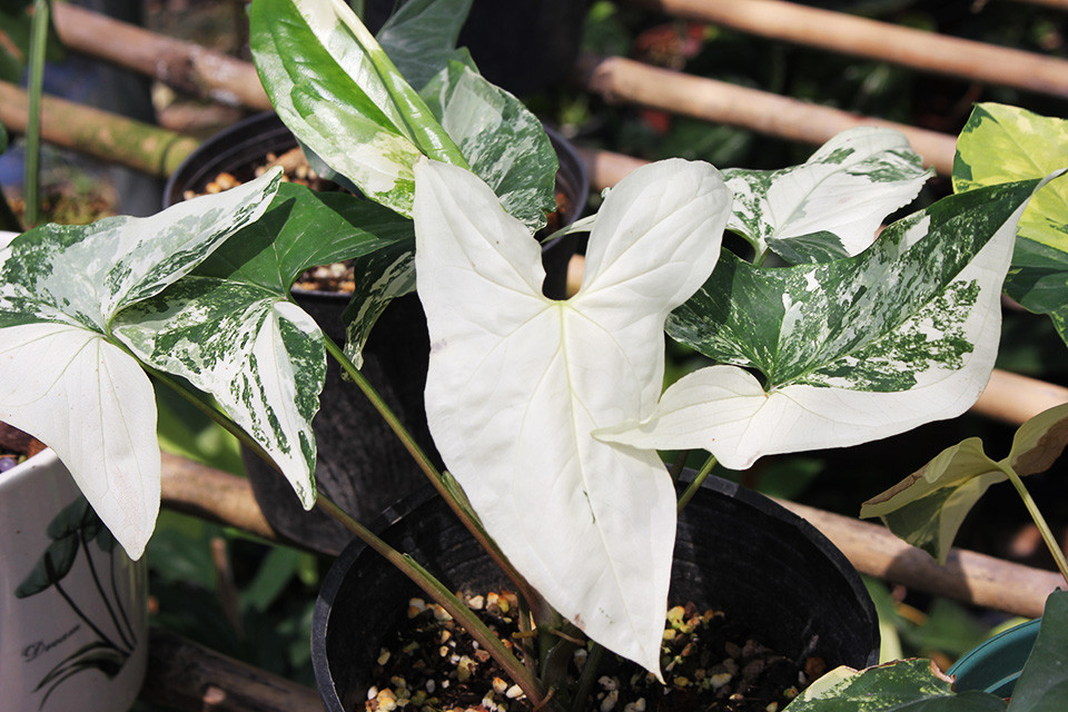 Khoảng 5 năm trở lại đây, thú chơi kiểng lá độc đáo bắt đầu xuất hiện và phát triển mạnh mẽ tại Việt Nam. Ảnh: Sài Gòn tiếp thị