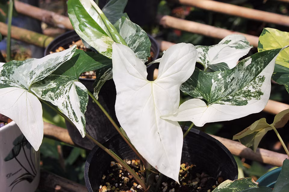 Khoảng 5 năm trở lại đây, thú chơi kiểng lá độc đáo bắt đầu xuất hiện và phát triển mạnh mẽ tại Việt Nam. Ảnh: Sài Gòn tiếp thị