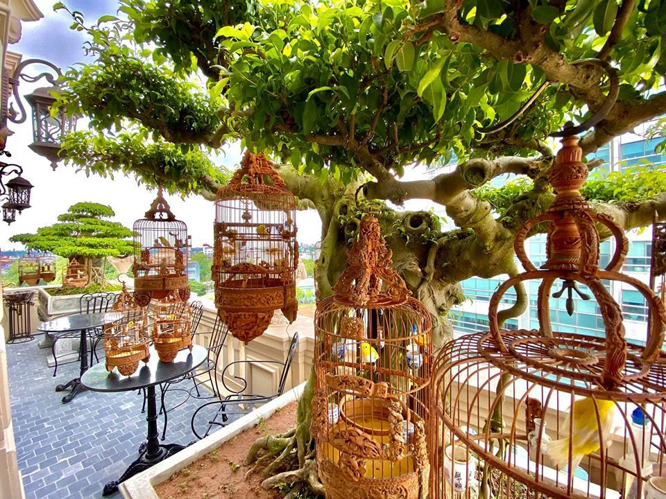 Anh Chương Tailor từng tiết lộ sở hữu một chú chim mắt đỏ trị giá 500 triệu, hót hay. Những chú chim còn lại có giá dao động từ 300 triệu, 200 triệu tới 10, 20 triệu...Ảnh; FBNV