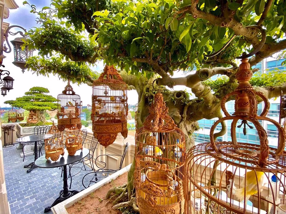 Anh Chương Tailor từng tiết lộ sở hữu một chú chim mắt đỏ trị giá 500 triệu, hót hay. Những chú chim còn lại có giá dao động từ 300 triệu, 200 triệu tới 10, 20 triệu...Ảnh; FBNV