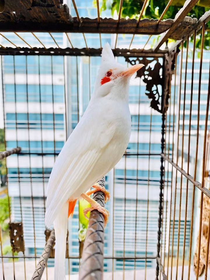 Doanh nhân Chương Tailor khẳng định bản thân nuôi chim bằng đam mê chứ không hề giao dịch hay buôn bán để kiếm lợi. Biết ở đâu có chim quý, anh đều lặn lội đến tận tìm mua dù có phải đi từ nửa đêm hay tờ mờ sáng. Ảnh; FBNV