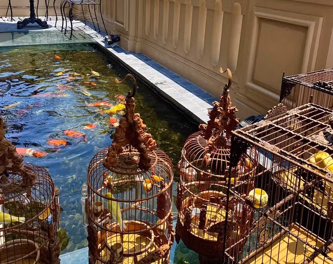 Bể cá gồm 25 chú cá Koi tổng giá trị khoảng 5 tỷ đồng, thuộc nhiều giống đa dạng như Kohaku, Hi Utsuri, Hariwake, Ginshiro...Ảnh: Vietnamnet