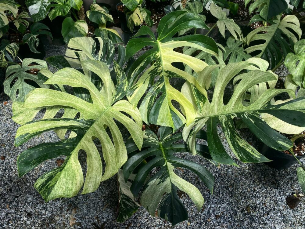 Dù mới du nhập song cộng đồng kiểng lá đã hút hàng nghìn người, có bộ sưu tập cây trị giá hàng tỷ đồng hay cả trăm triệu đồng cho một chiếc lá. Ảnh: Internet