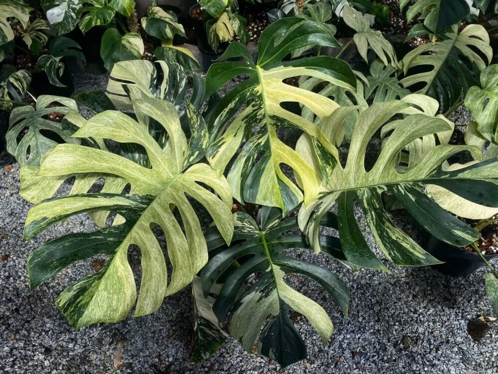 Dù mới du nhập song cộng đồng kiểng lá đã hút hàng nghìn người, có bộ sưu tập cây trị giá hàng tỷ đồng hay cả trăm triệu đồng cho một chiếc lá. Ảnh: Internet