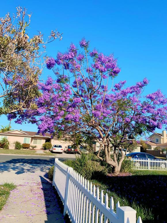 Khu vườn là nơi nữ ca sĩ sống chậm lại, tận hưởng bình yên sau thời gian làm việc căng thẳng.