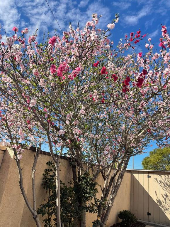 Trong khuôn viên vườn, Ngọc Anh trồng nhiều loại hoa hồng có cả hoa đào đặc trưng của Việt Nam.