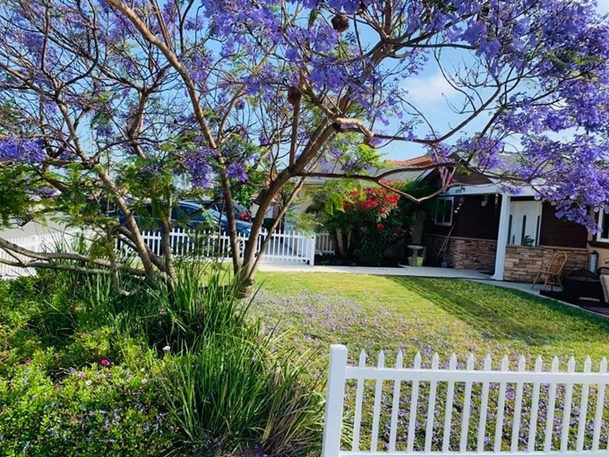 Phượng tím nở khắp sân nhà Ngọc Anh 3A. 