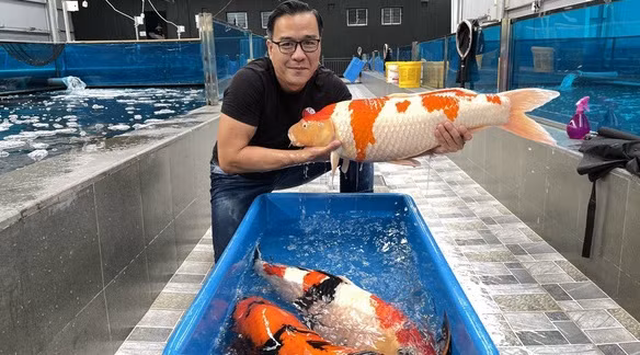 Các giống cá Koi trong trang trại của đại gia Thắng Ngô đều đẹp về màu sắc, có giá trị thẩm mỹ cao và được nhiều người ưa chuộng. Ảnh: Ruby Koi Farm