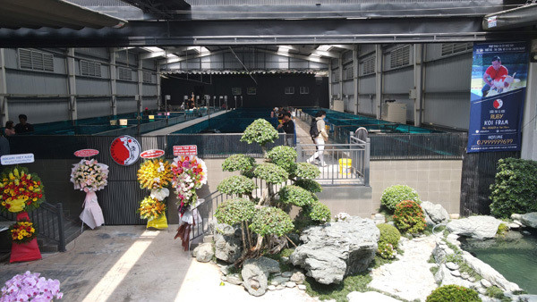 Trang trại cá Koi của doanh nhân Thắng Ngô rộng tới hơn 1.000m2, có tổng vốn đầu tư ban đầu lên đến 45 tỷ đồng. Ảnh: Vietnamnet