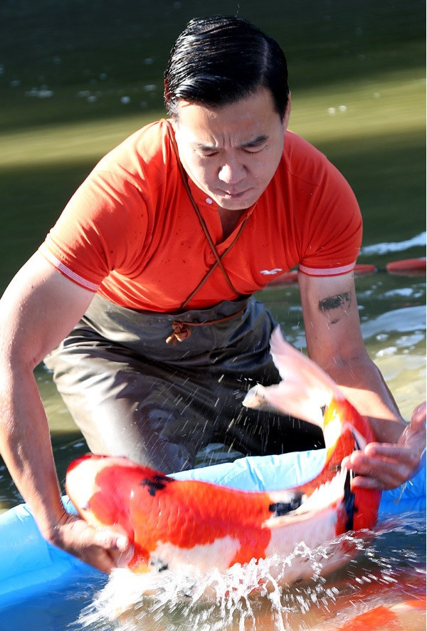 Ngoài việc đảm bảo cơ sở vật chất, nguồn thức ăn, điều kiện chăm nuôi, người chăm sóc cá Koi cũng phải khéo léo, từ quy trình kéo lưới, bế cá Koi, vận chuyển… đều phải thận trọng. Ảnh: Ruby Koi Farm