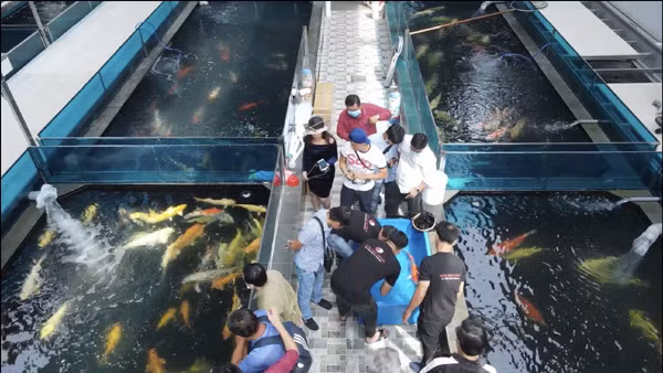 Ruby Koi Farm có nhiều loại cá Koi đa dạng với mức giá dao động từ vài triệu đến 200 triệu đồng hoặc cung cấp theo đơn đặt hàng của khách. Ảnh: Vietnamnet