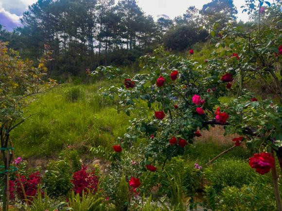 Nhiều người ngỡ như lạc vào chốn "bồng lai tiên cảnh".