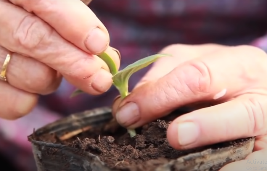Một công đoạn quan trọng là người ta ghép với mầm của một quả dưa khác để lai tạo. Cây con sẽ được chăm sóc cẩn thận trong khoảng nửa tháng trước khi trồng trong nhà kính. Ảnh chụp màn hình