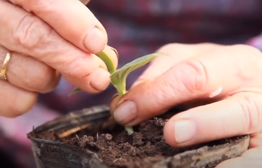 Một công đoạn quan trọng là người ta ghép với mầm của một quả dưa khác để lai tạo. Cây con sẽ được chăm sóc cẩn thận trong khoảng nửa tháng trước khi trồng trong nhà kính. Ảnh chụp màn hình