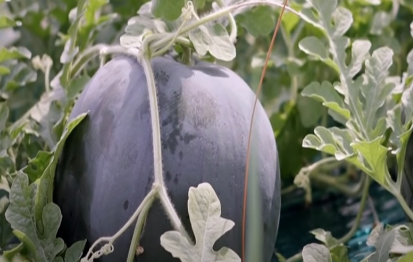 Thời điểm tốt nhất để trồng dưa hấu đen là tháng 3. Ảnh chụp màn hình