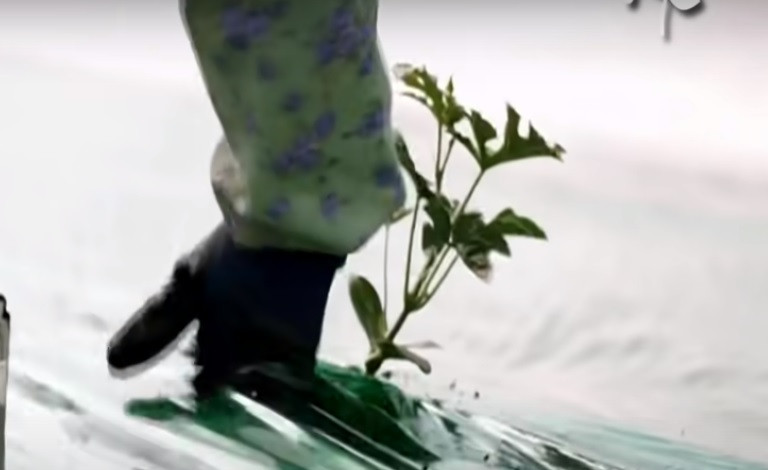 Cây con lớn sẽ được chuyển sang chậu lớn hơn rồi trồng xuống đất. Ảnh chụp màn hình