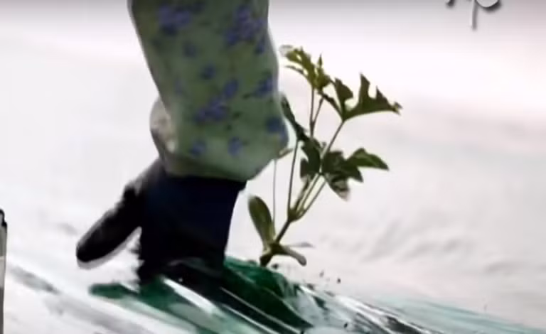 Cây con lớn sẽ được chuyển sang chậu lớn hơn rồi trồng xuống đất. Ảnh chụp màn hình