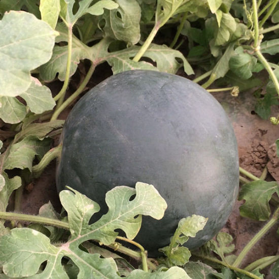 Đến tháng 5, dưa hấu bắt đầu vào vụ thu hoạch khi vỏ dưa chuyển sang màu đen. Mỗi vụ, họ chỉ có thể thu hoạch được vài chục quả. Ảnh chụp màn hình