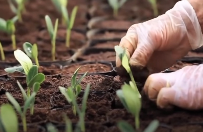 Hạt nảy mầm sẽ được trồng vào từng chậu nhỏ. Ảnh chụp màn hình