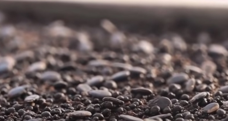 Để trồng dưa hấu đen Densuke, đầu tiên, người ta gieo hạt với số lượng lớn. Ảnh chụp màn hình