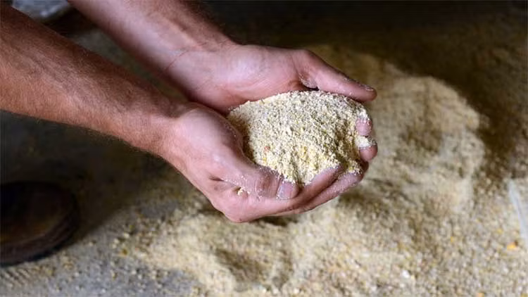 Thức ăn của giống gà quốc bảo chủ yếu bao gồm ngô, hạt lúa mỳ, sữa khô.