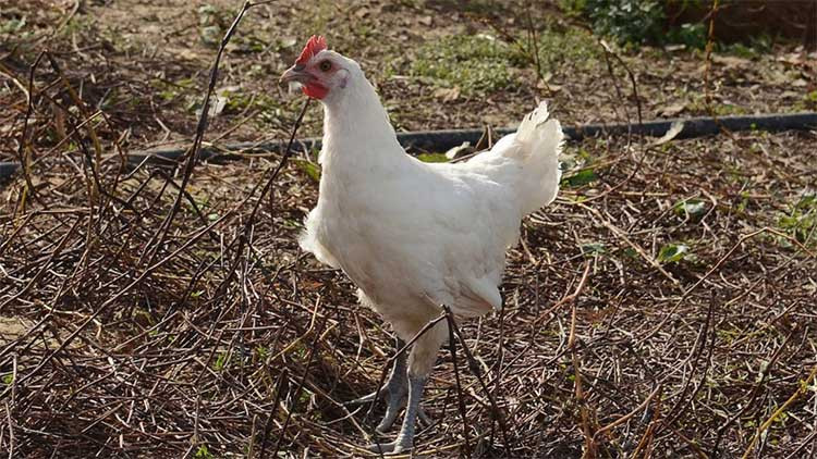 Loại gà này được đánh giá là một trong những thực phẩm ngon nhất nước Pháp.