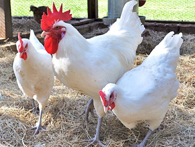 Khác với những giống thông thường, gà Bresse được nuôi dưỡng theo quy trình vô cùng nghiệm ngặt. Người nuôi phải có mảnh đất tối thiểu 5.000m2 mới có thể đăng ký xây dựng trang trại nuôi giống gà quốc bảo này.