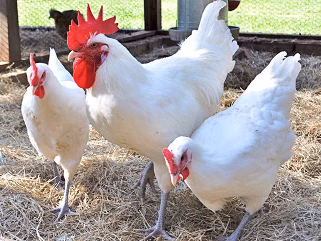 Khác với những giống thông thường, gà Bresse được nuôi dưỡng theo quy trình vô cùng nghiệm ngặt. Người nuôi phải có mảnh đất tối thiểu 5.000m2 mới có thể đăng ký xây dựng trang trại nuôi giống gà quốc bảo này.