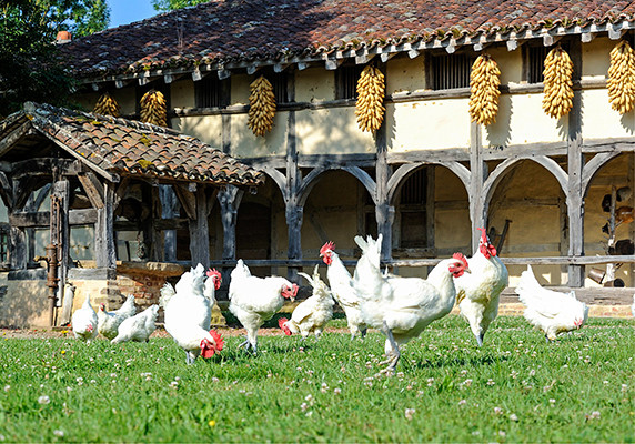 Poulet de Bresse được coi là giống gà quốc bảo của Pháp. Chúng có xuất xứ từ vùng đông Bouresse, trong đó thị trấn Louhans là nơi sản xuất chính.