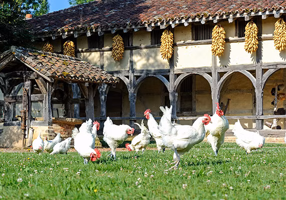 Poulet de Bresse được coi là giống gà quốc bảo của Pháp. Chúng có xuất xứ từ vùng đông Bouresse, trong đó thị trấn Louhans là nơi sản xuất chính.