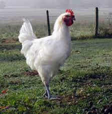 Theo CNN, chỉ có khoảng 180 trang trại được cấp phép nuôi dưỡng gà Bresse và cung cấp khoảng 20.000 con mỗi năm.