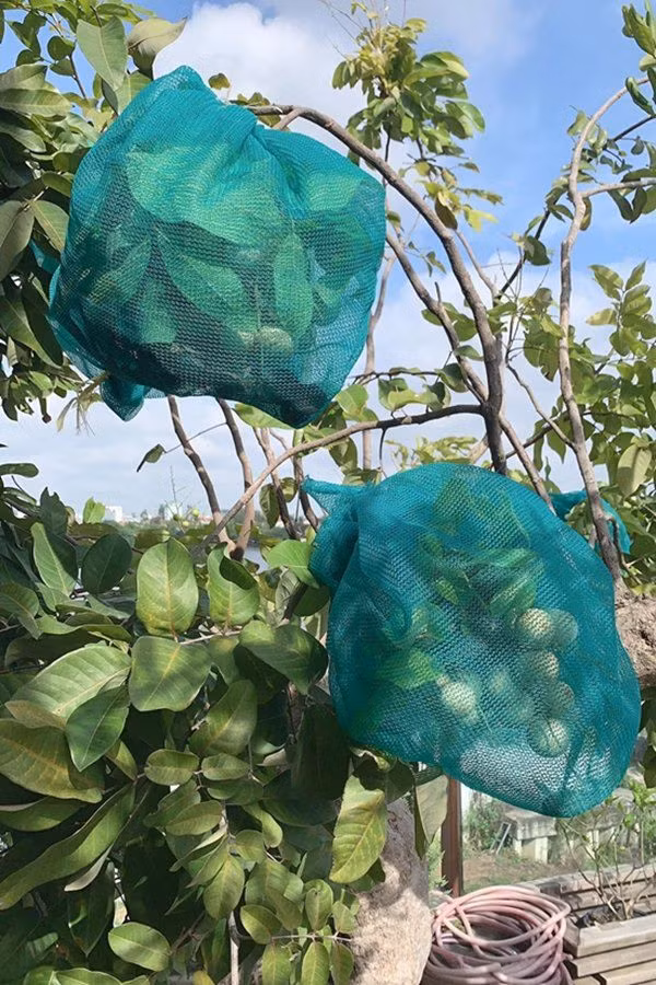 Phương Lê còn trồng nhiều cây ăn quả: ổi, mận, nhãn...Ảnh; FBNV