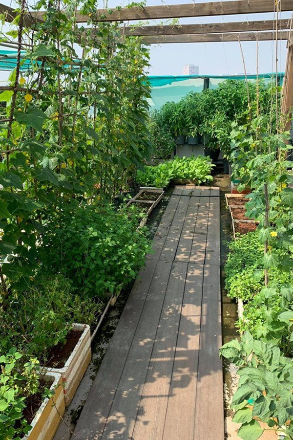 Vườn rau trong biệt thự của Phương Lê có: bầu, bí, mướp, dưa leo, đậu bắp, ớt, chanh, nhiều loại rau thơm. Ảnh; FBNV