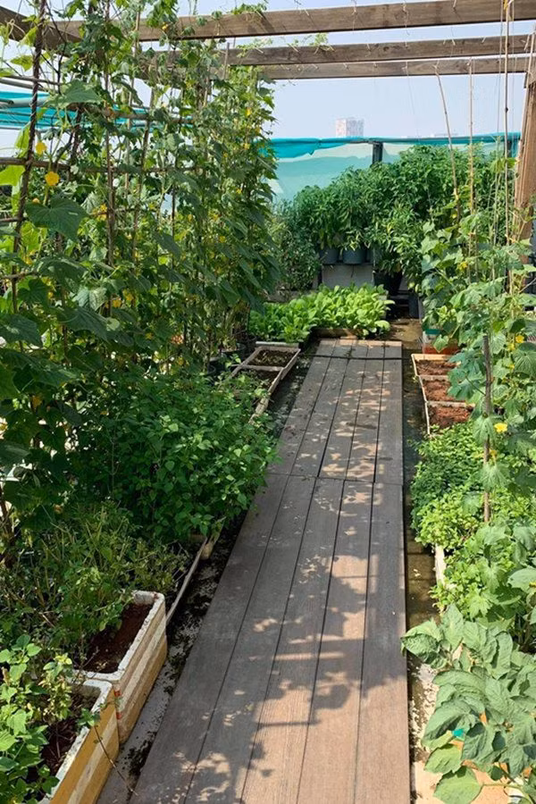 Vườn rau trong biệt thự của Phương Lê có: bầu, bí, mướp, dưa leo, đậu bắp, ớt, chanh, nhiều loại rau thơm. Ảnh; FBNV