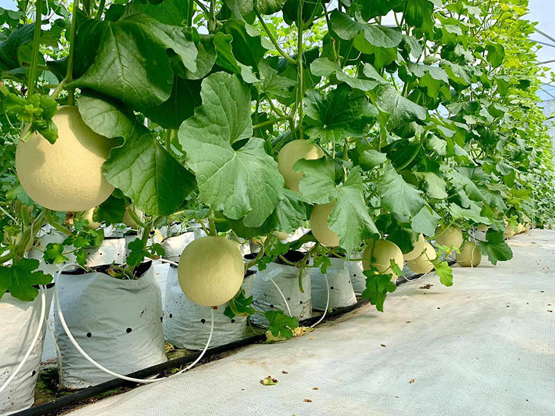 Vườn nông trại này được Nguyệt Ánh cải tạo khu đất ở Củ Chi, TP HCM thành vườn trồng dưa, rau sạch phục vụ gia đình và kinh doanh. Ảnh: Vietnamnet