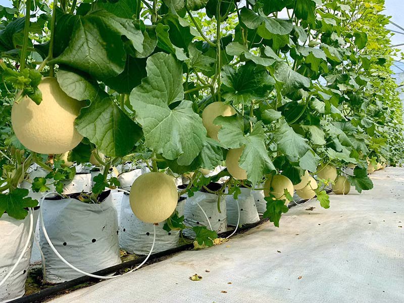 Vườn nông trại này được Nguyệt Ánh cải tạo khu đất ở Củ Chi, TP HCM thành vườn trồng dưa, rau sạch phục vụ gia đình và kinh doanh. Ảnh: Vietnamnet