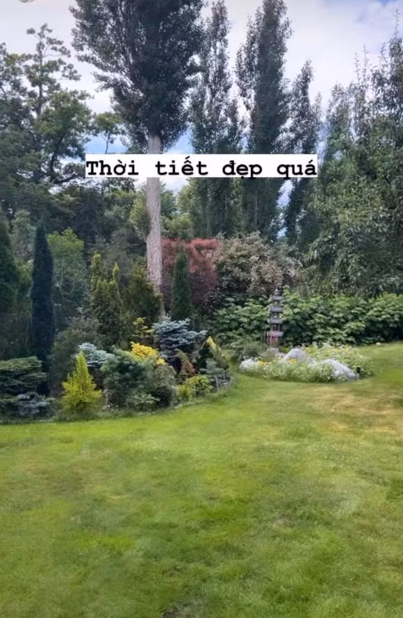 Cây xanh và thảm cỏ tốt um.