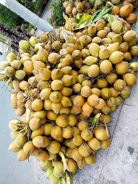 Từng gây sốt thị trường ở Hà Nội khi bắt đầu xuất hiện vào mùa hè 2020, đến nay dừa xiêm mini vẫn được nhiều khách hàng ưa chuộng.