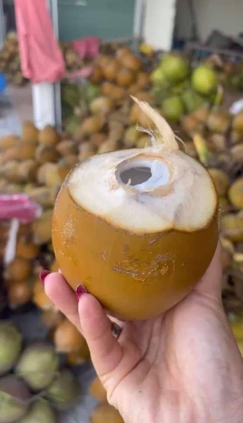 Loại dừa này có kích thước chỉ khoảng 400 - 600g nhưng nước ngọt.