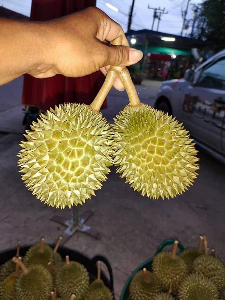 Nhiều thương lái cho biết, sầu riêng mini Thái hiện đang rất hút khách. Mỗi chuyến về hơn 1 tấn chỉ bán hết trong vòng 2 ngày.