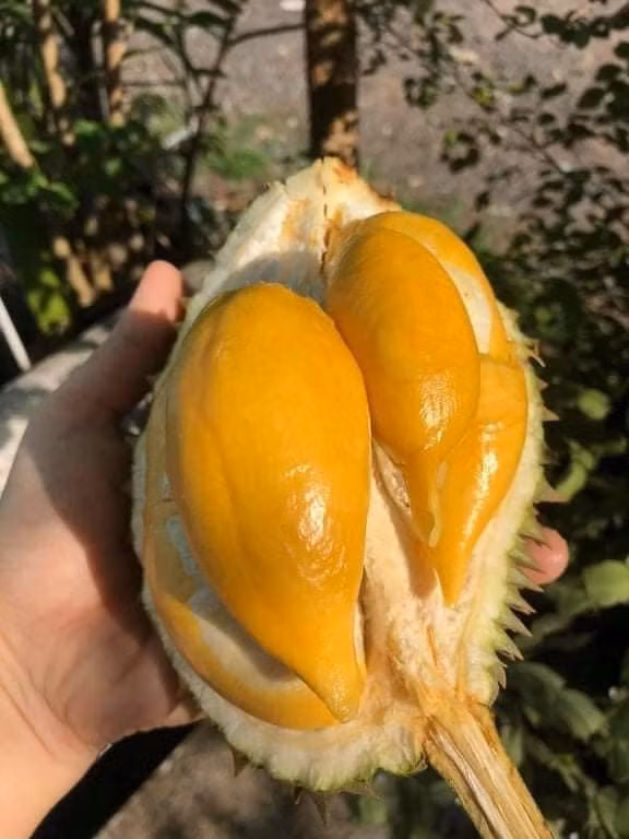 Loại sầu riêng mini này có giá bán từ 170.000 - 200.000 đồng/kg, đắt gấp đôi sầu riêng Ri 6.