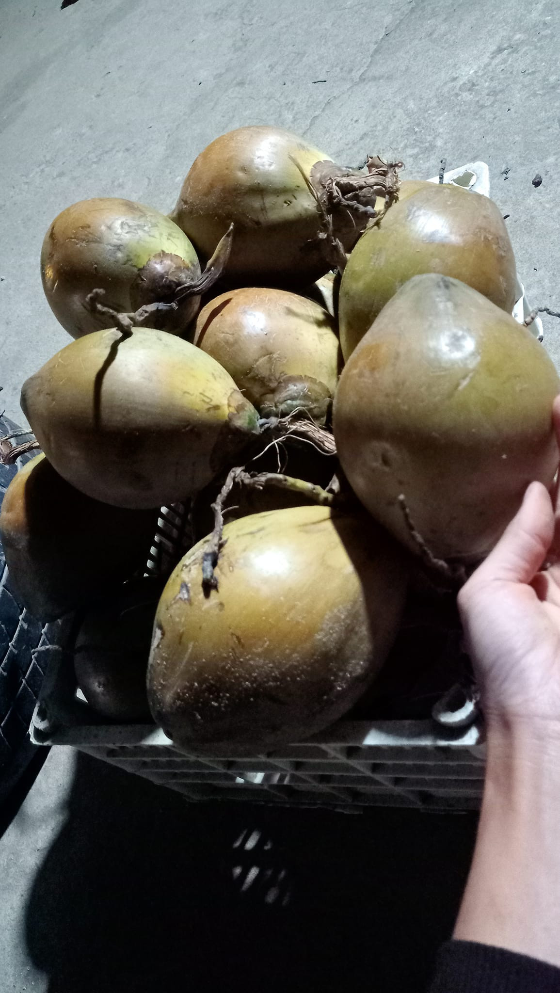 Dừa xiêm mini có giá khoảng 100.000 đồng/10 quả. Nguồn ảnh: Facebook