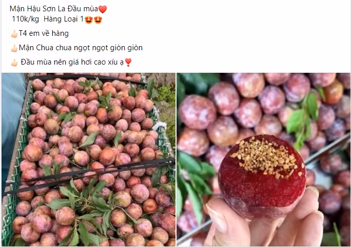 Dat gap 5 lan chinh vu, man hau Son La dau mua van chay hang