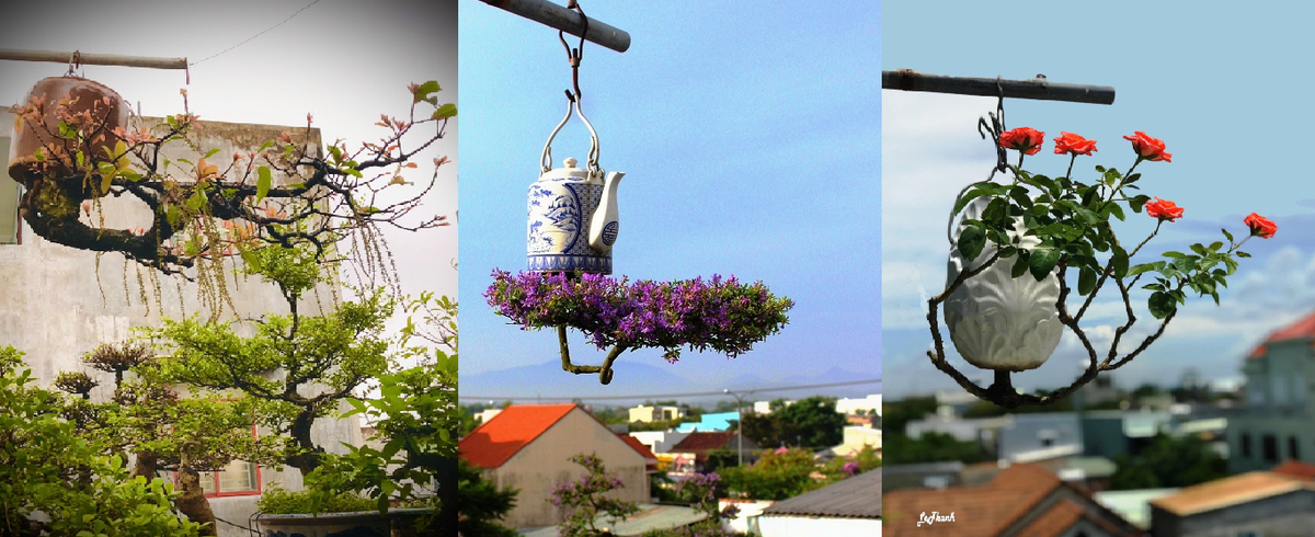 Trên sân thượng rộng khoảng 60m2, hàng trăm chậu bonsai và bonsai ngược được ông Thạnh xếp thành từng hàng ngay ngắn. Ảnh: Kyluc