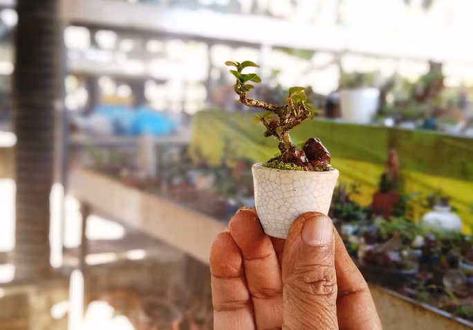 Cây bonsai nhỏ đến mức chưa bằng ngón tay với chậu cây như chén trà. Ảnh: Người lao động